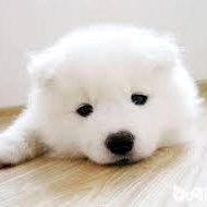 gaozhou11's profile picture. 