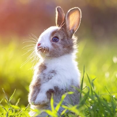 今日も今日とて天草みとに迫る兎さんのプロフィール画像