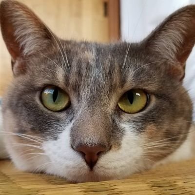 azulelement12's profile picture. ♿一種2級。2017年ジストニア。アスル沼津/東京ヴェルディ/横浜Fマリノス/ジェフ千葉(T&L)/AC長野パルセイロ(T&L)/スフィーダ世田谷FC/vonds市原/ヴィアマテラス宮崎/テゲバジャーロ宮崎/バレイン下関🐳/レノファ山口🦁(T&L)応援・King Gnu❤️無言フォロー失礼します