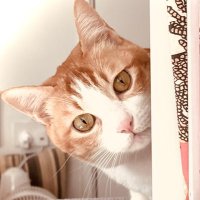 にゃー😸🔰 (@yukiehongkong) 's Twitter Profile Photo にゃー😸🔰 (@yukiehongkong) 's Twitter Profile Photo