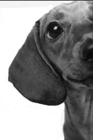 Shortys_IT's profile picture. Just some geeks in a garage who love computers!