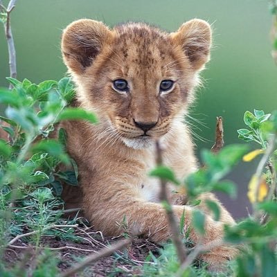 アフリカの野生のライオン好き、🐍🦕🪳🪱🐛以外🩷 No🏆ハンティング/No, animal サーカス🎪/ Novelbright /JO1