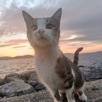 Fuck The World👌 (@asvs34) 's Twitter Profile