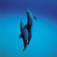 kenboo (@dolphin_miler) 's Twitter Profile
