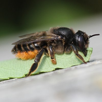 Natural history of bees such as taxonomy and biology. Regional fauna of Hymenoptera. Promotion of bees through the Bee Hotel, etc.