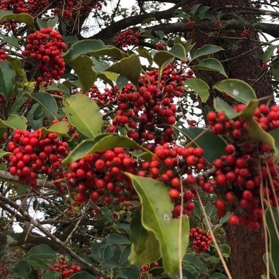 BGolf88's profile picture. エンジョイゴルフって何でこんなに楽しいんだろう。フィットネスの代わりにもなるし、ゲームだからいい時も悪い時もある。永遠の坐骨神経持ちのアベレージゴルファー