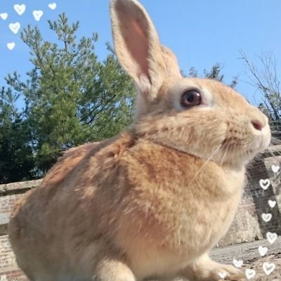 黒崎聖夜@🐰孔雀草さんのプロフィール画像
