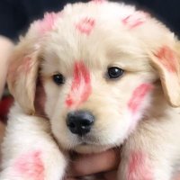 元气爪子瓜 (@reinethepaw) 's Twitter Profile