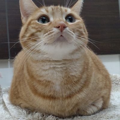 猫を愛でながら美味しいものを食べて旅行で見聞を拡げることが人生の楽しみ。
猫さん紹介🐱シルバータビー:ぎん🚹 レッドタビー:さくら🚺
どちらもアメリカンショートヘアです🤗🤗🤗
お気軽にフォローしてください😊
グルメ·旅行アカはこちら➜@trasilvercherry