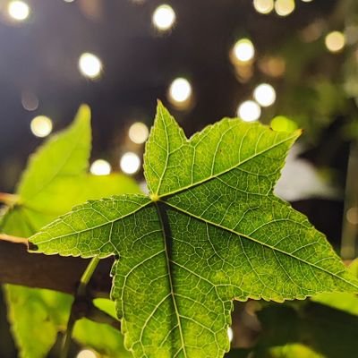 SirJosec's profile picture. Necessary evil