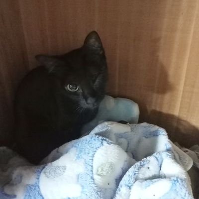 MlSUMI📜さんのプロフィール画像