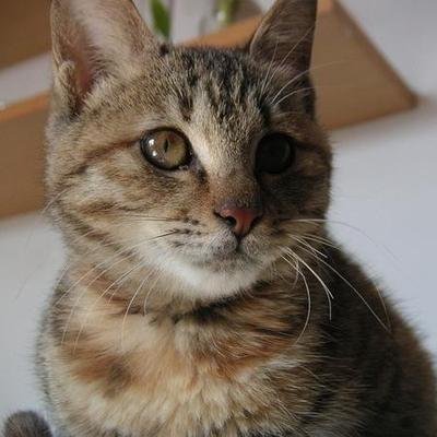 Lonesome Catさんのプロフィール画像