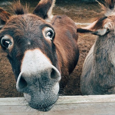 AsmyselfMe's profile picture. (ಠ_ಠ)