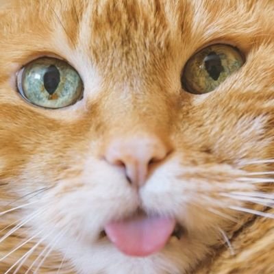 Viralhot12's profile picture. 