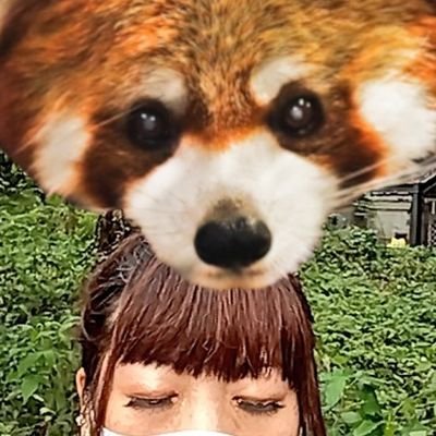 動物🩷(特にペキニーズ、チンチラ、レッサーパンダ、牛、ミーアキャット)無言フォロー失礼致します。多趣味で色々呟きます💦可愛い物好きの貧乏人💸🤣🚴ロリィタもどき֒𑁍˖*しまみさ🎀しまむら🎀ゆるキャラ🩷岩下の新生姜🩷シルバニア🩷ベラボット😺御朱印巡り💫シドマオ最愛💞いいね多め(すみません🙇)