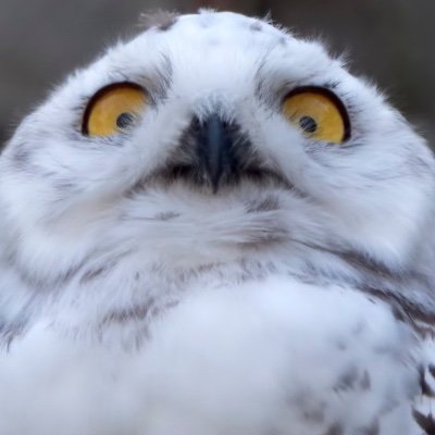 FukumotoKyle's profile picture. Always going forward with the Forward Party! ⬆️, blogger for Geek Truth, and fan of all things fantasy, sci fi, comic books, and Disney!