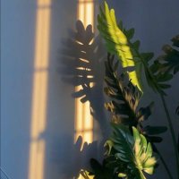 ✨! (@silicx1) 's Twitter Profile