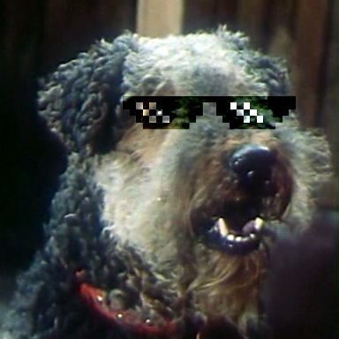 rarestjetdog's profile picture. https://t.co/hm8EEROsTl