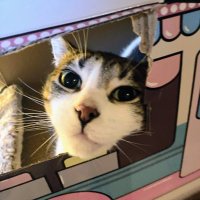 Archie 😸 (@hansford14linda) 's Twitter Profile Photo Archie 😸 (@hansford14linda) 's Twitter Profile Photo