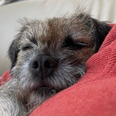 Likes: my Momma; my bestie Auntie Snoozy. Dislikes: rain, windy weather - I’m a sunshine gal. Fave pastimes: Red Leicester🧀, walks, snoozing, cuddles with Mum.
