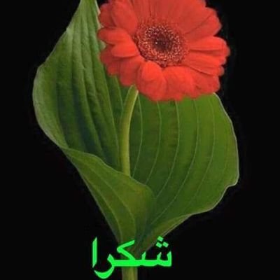 ibnchka's profile picture. 