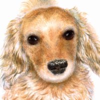 花子✨🐶　～相棒のシニアダックス花子とお絵描き～ (@illust_111) Twitter profile photo