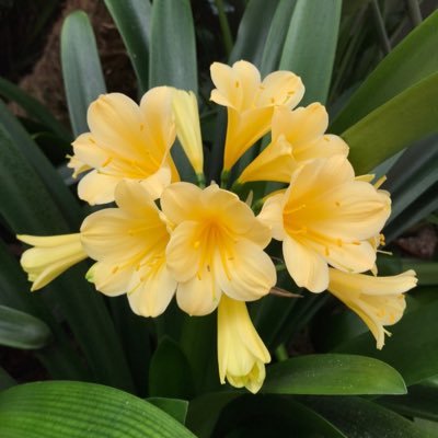 kamlalita1's profile picture. 