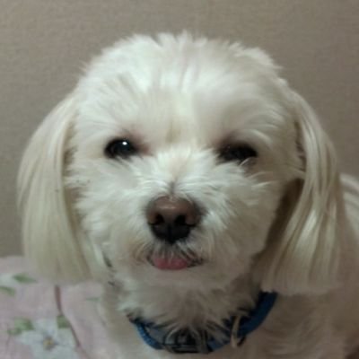 yata_garasu_san Profile Picture