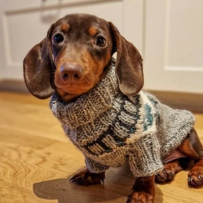 Welcome to the #Dachshund lovers page!  Follow us for smile 🥰 The page dedicated for all #Dachchund lover owners and Lovers ❤️