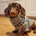 dachshund (@dachshund_56) Twitter profile photo