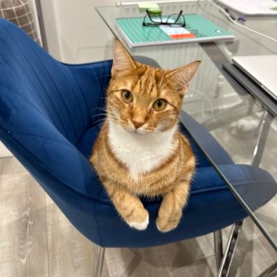 2 year old ginger rescue 🐱 I enjoy giving hoomans face pats, playing with my uncles, belly rubs and treats 😸 social media enquiries: sircedriccat@gmail.com