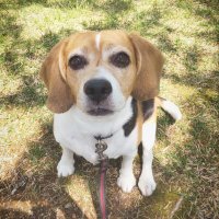 トニコ (@beagletonico) 's Twitter Profile