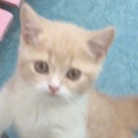 ゆに (@yuniyuni__oo) 's Twitter Profile