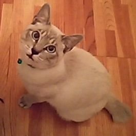 チョビチョビつぶやきます。
デカい猫を一匹飼ってます。