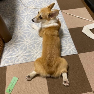 y_matsuda3's profile picture. アイコンはペットの『ひめ』の後姿です。肉球がカワイイでしょう。 コーギーなので尻尾はありません。