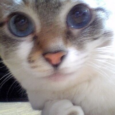 usachugo's profile picture. 美味しい日本酒を求めて放浪中。観劇初心者だけど、見事にはまってます。