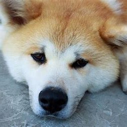 v581ajM3LLpwGsw's profile picture. 参政党は日本の希望の光🟠待ち続けてた高市早苗総理大臣🇯🇵

日本改革党・日本大和党・片山さつき氏・有村治子氏・小野田きみ氏共に応援

日本の縮図と戦う斎藤元彦知事を県外ですが応援

スパイ防止法案成立 移民反対 男系男子天皇 外国人生活保護反対

極少桁のタメ口反日捨アカや意味ない誹謗中傷は即刻ブロック。