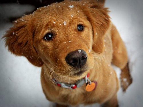 MWhite_Hoya's profile picture. Hoya class of '02, technology luddite