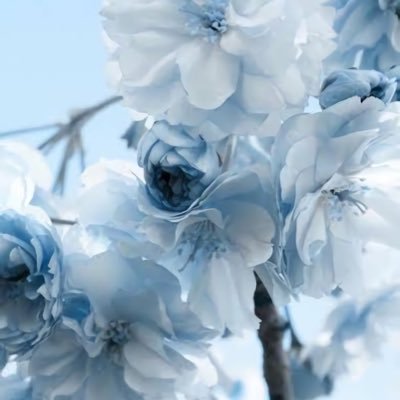 runrun_fuwawan_'s profile picture. 居る