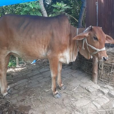 Shashuri1's profile picture. 