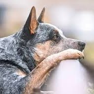 Cattle Dog ππΎπ Profile
