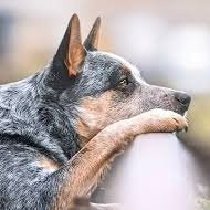 CattleDog22 Profile Picture