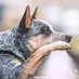 Cattle Dog 🐕🐾💜 (@CattleDog22) Twitter profile photo