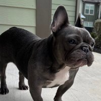 frenchie dad (@_goddiller) 's Twitter Profile