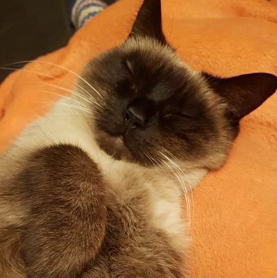 2781Cat's profile picture. 