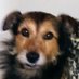 TheSweepy (@thesweepy1) Twitter profile photo TheSweepy (@thesweepy1) Twitter profile photo