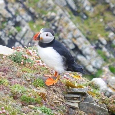 Loves Puffins, Birding and all things Wildlife 🦆🦊🦋🌻💚🧘‍♀️💃