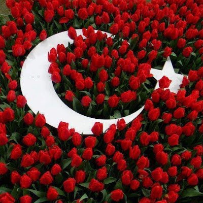 RebelRe11778102's profile picture. 