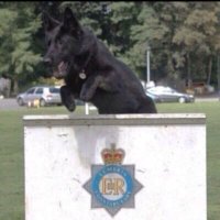 Cumbria Police Dog Section(@policedogunit) 's Twitter Profile Photo