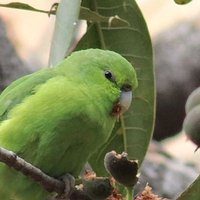 Pajareando en: Aves y Naturaleza de México(@EfranOctavio1) 's Twitter Profile Photo